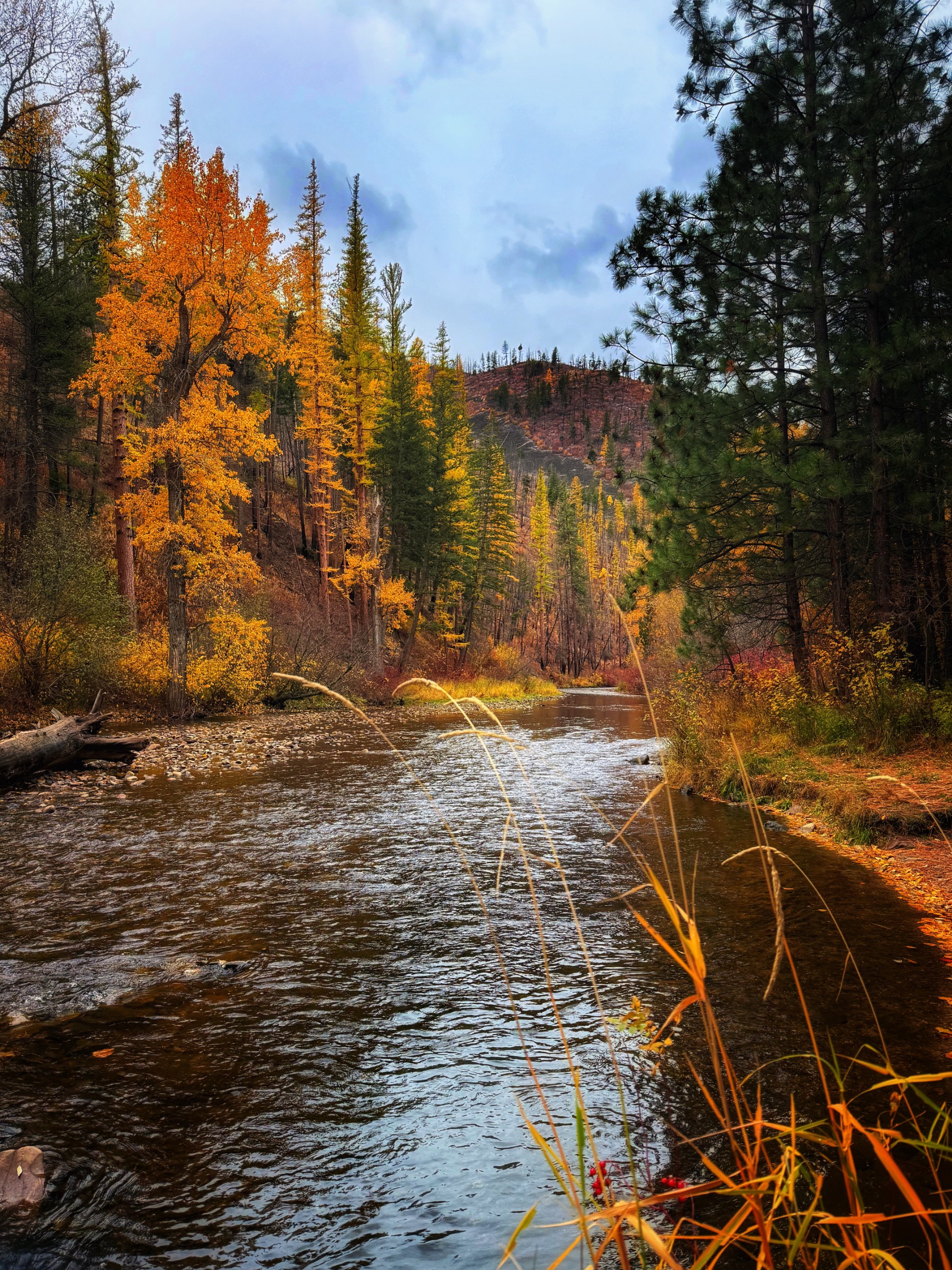 Lolo Creek, Lolo MT #1