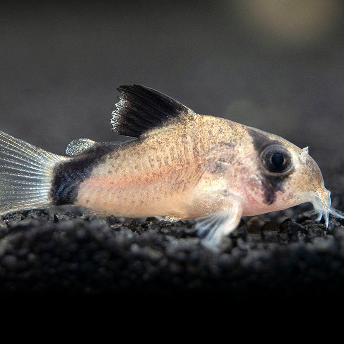 Metae (Bandit) Corydoras