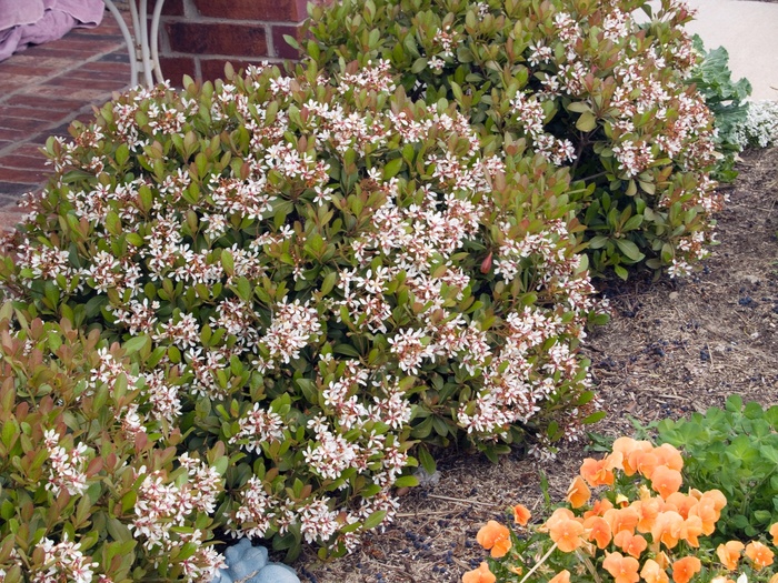 Indian Hawthorn Eleanor Taber 3 Gal