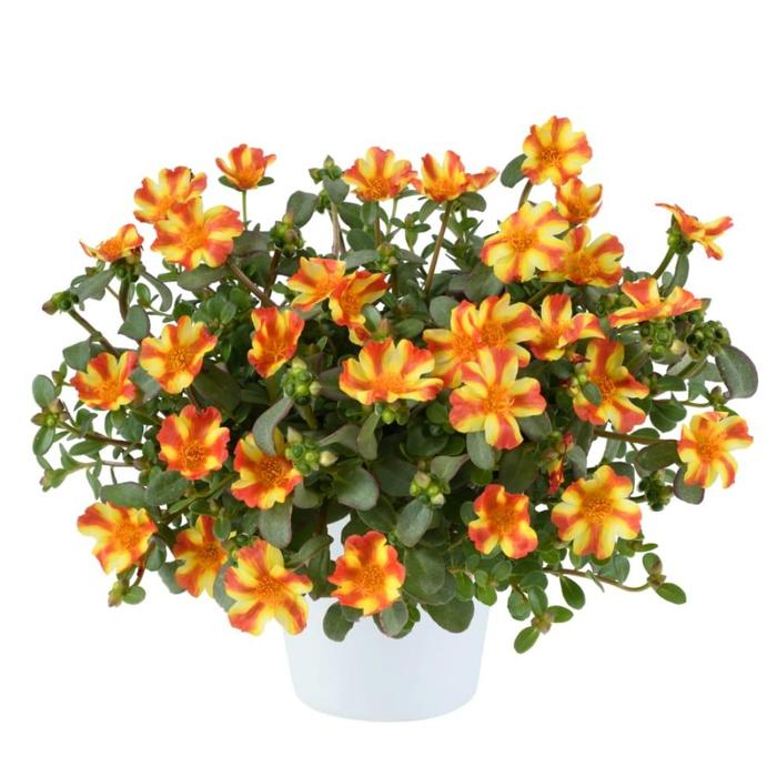 Purslane Nano Scarlet Twist Quart