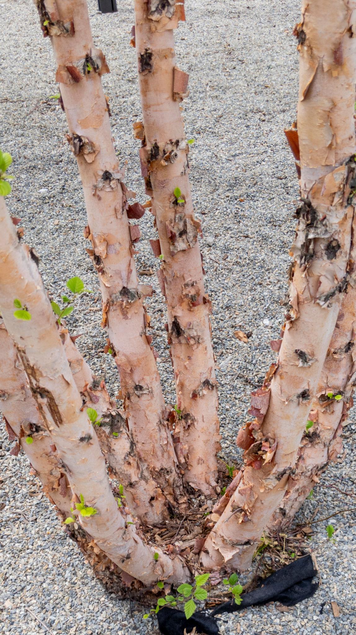 Betula nigra 'BNMTF' #25 PNP 8 - 10' 3s Dura Heat® River Birch