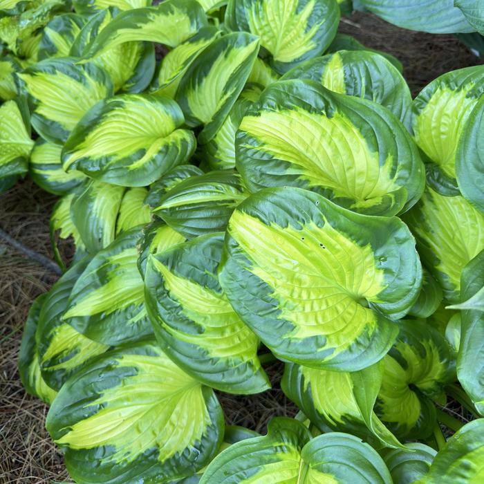 Hosta Shadowland Wu La La 1 Gal PW