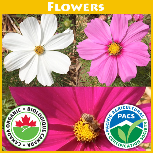 Cosmos Mini Blend