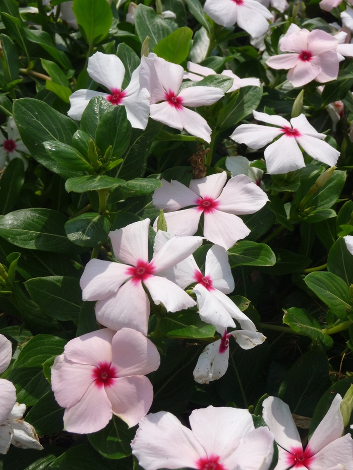 Vinca Cora Cascade Polka Dot Quart