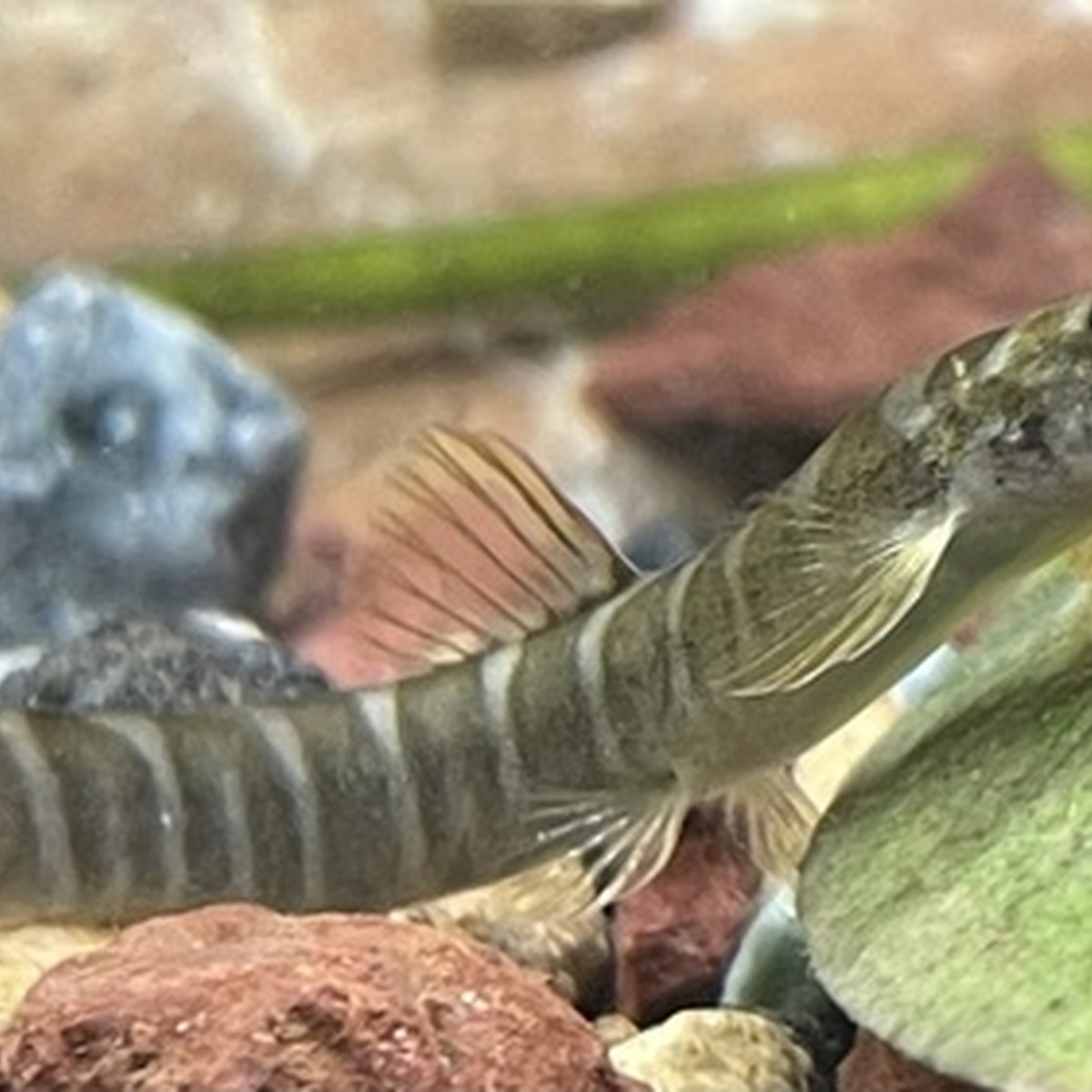 Red Tail Loach