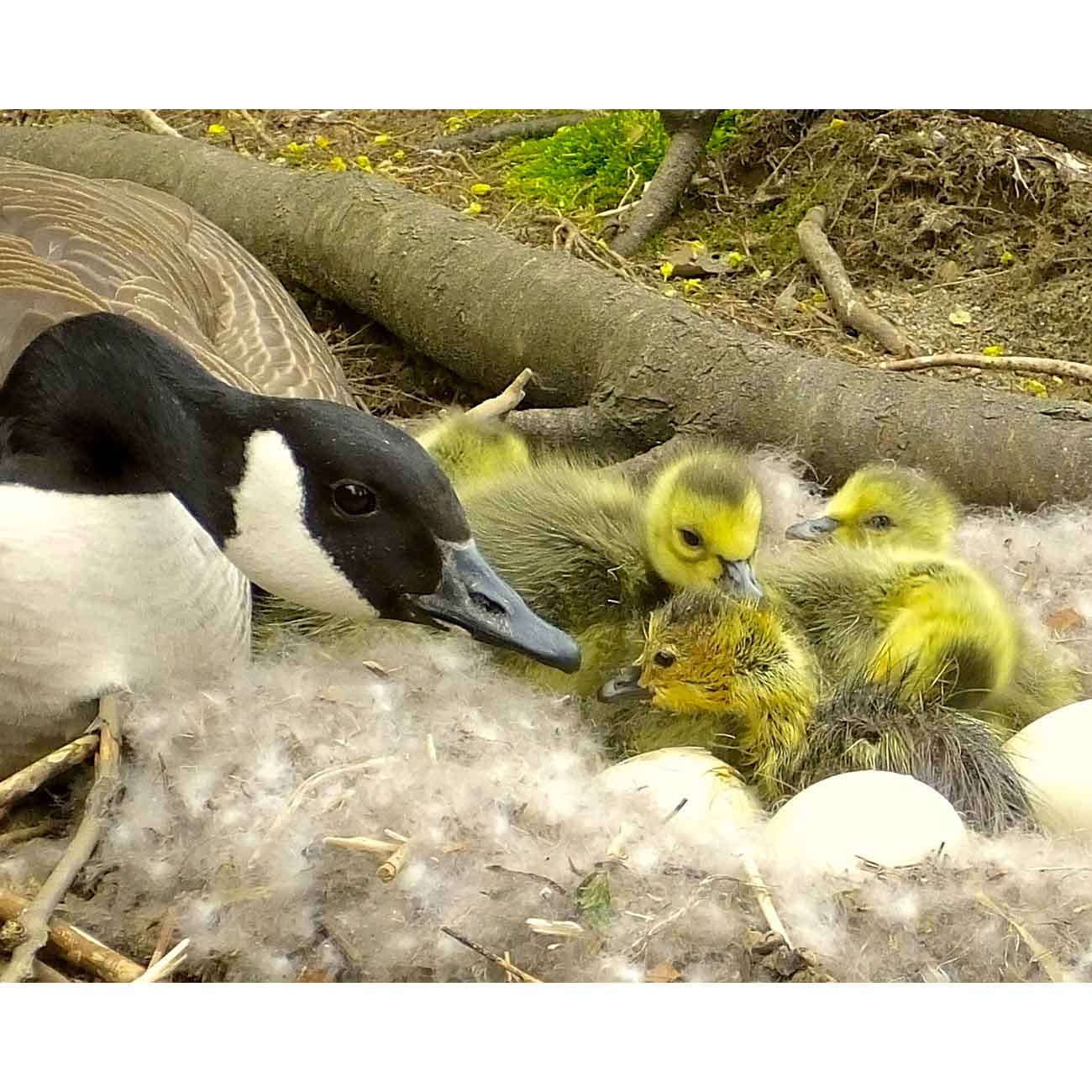 Mother’s Love