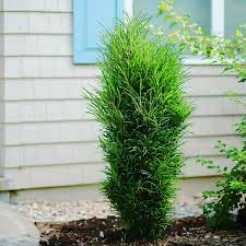 Fine line Buckthorn (Rhamnus), 3 gallon