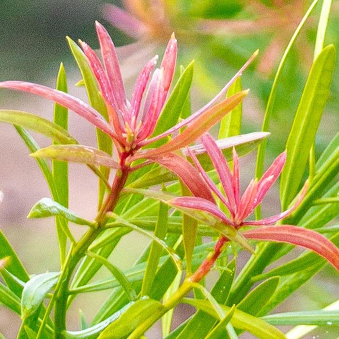 Podocarpus Roman Candle 7 Gal