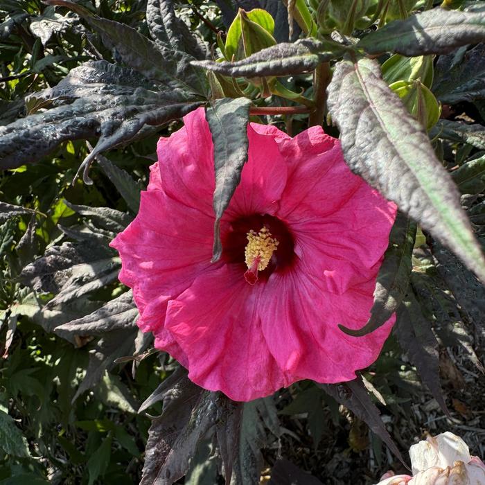 Hibiscus Orange Sunset Tradewinds 3 Gal