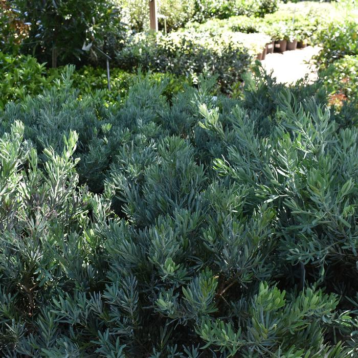 Podocarpus Maki 30 Gal