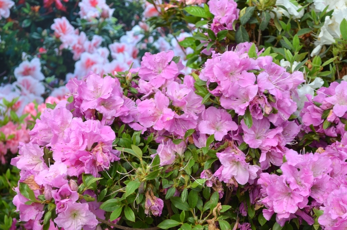 Azalea Encore Autumn Lily 3 Gal