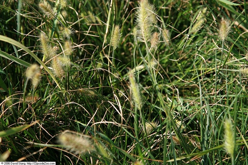 Pennisetum alopecuroides 'Little Bunny' (Fountain Grass)