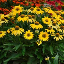 Sombrero Lemon Yellow Coneflower (Echinacea), 1 gallon