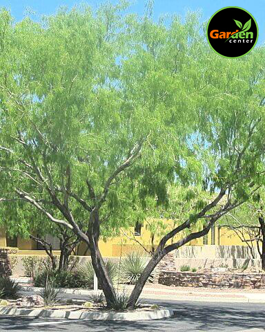 Honey Mesquite at Garden Center of Las Cruces