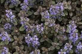 Chocolate Chip Ajuga