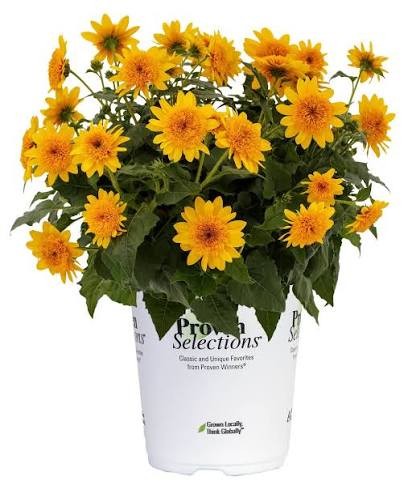 Sunfinity Sunflower (Helianthus), 1 gallon