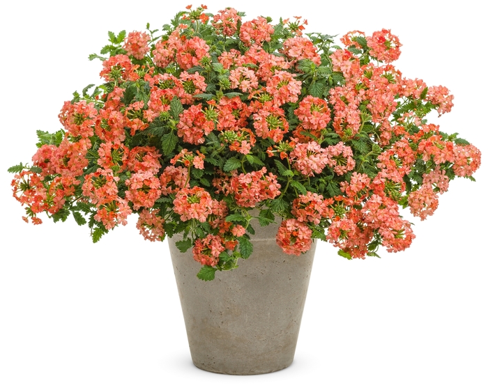 Verbena Superbena Plum Wine PW Quart