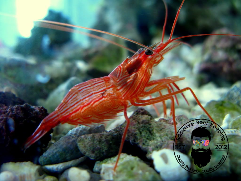 25 Pack Peppermint Shrimp FL Keys (Lysmata wurdemanni) Aiptasia Eating