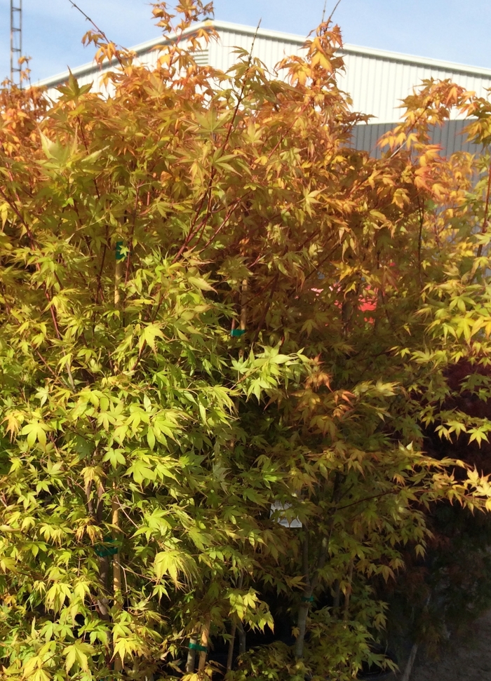 Japanese Maple Koto-no-Ito 15'' Box
