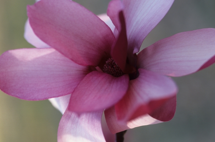 Magnolia Stellar Ruby 3 Gal