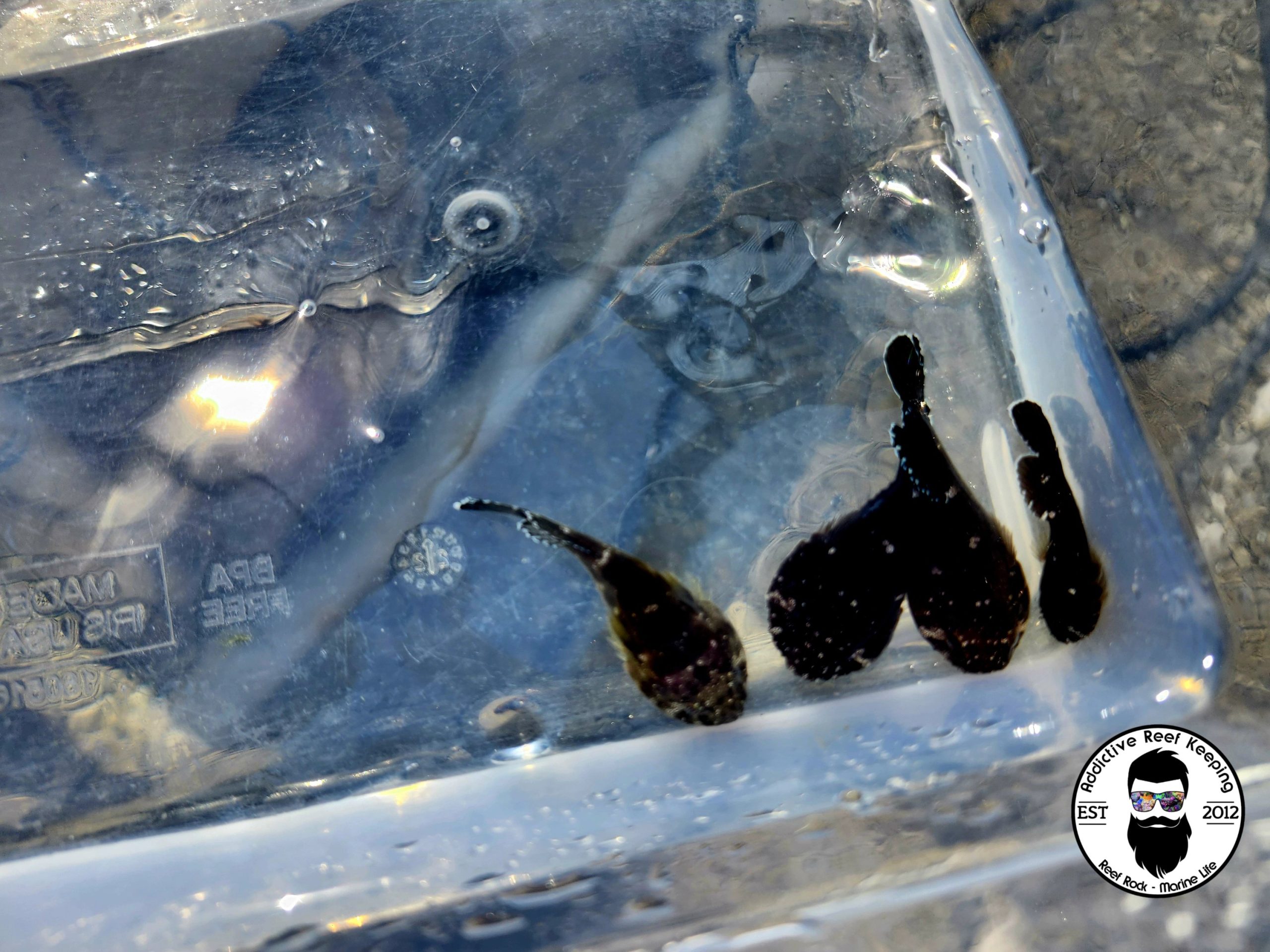Clingfish Florida Keys