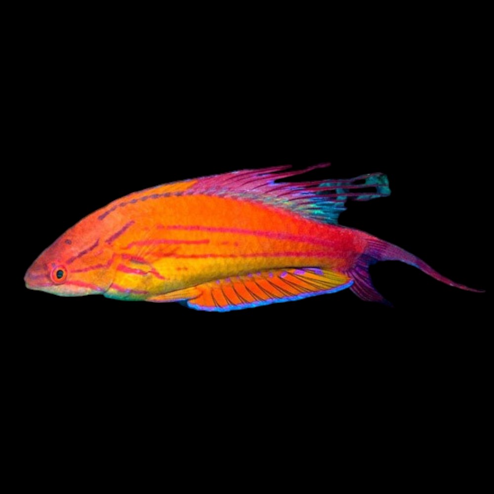 Filamented Flasher Wrasse ( Male )