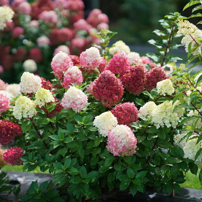 Hydrangea Little Lime 2 Gal