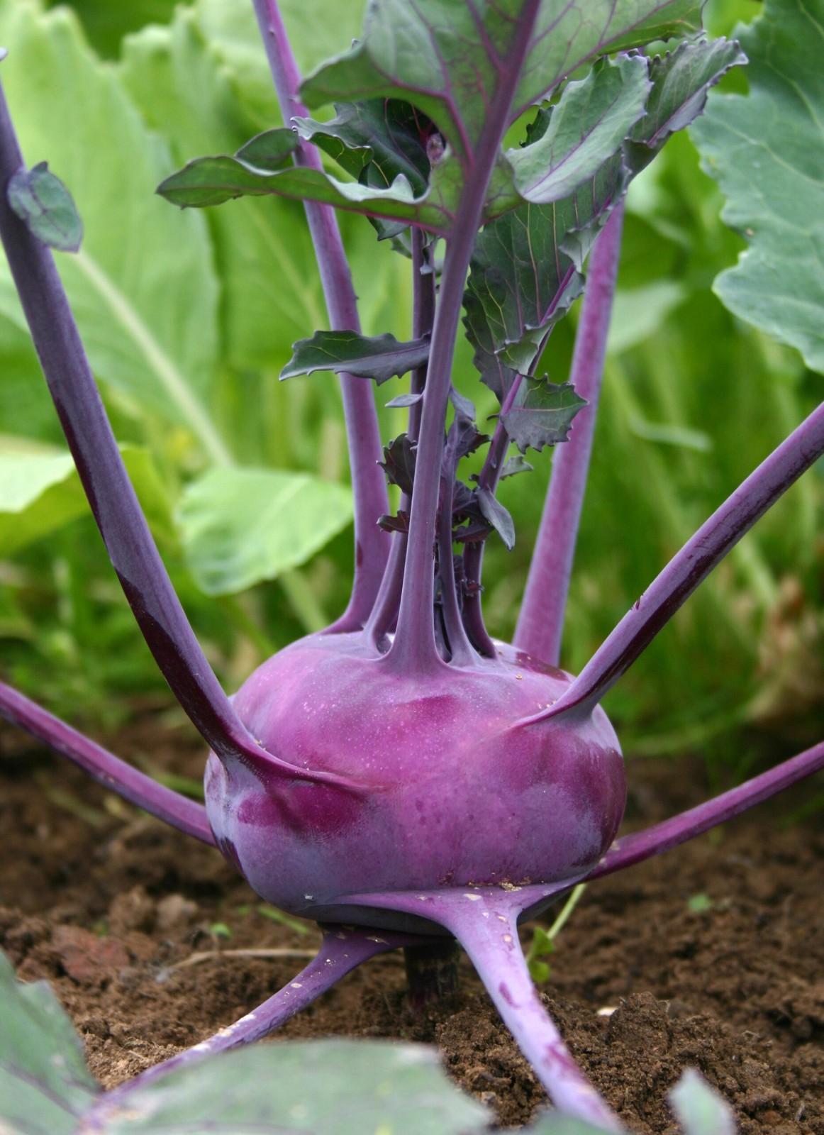 Kohl Rabi Purple Delicacy - 2x Plug Plants - Hardy Variety