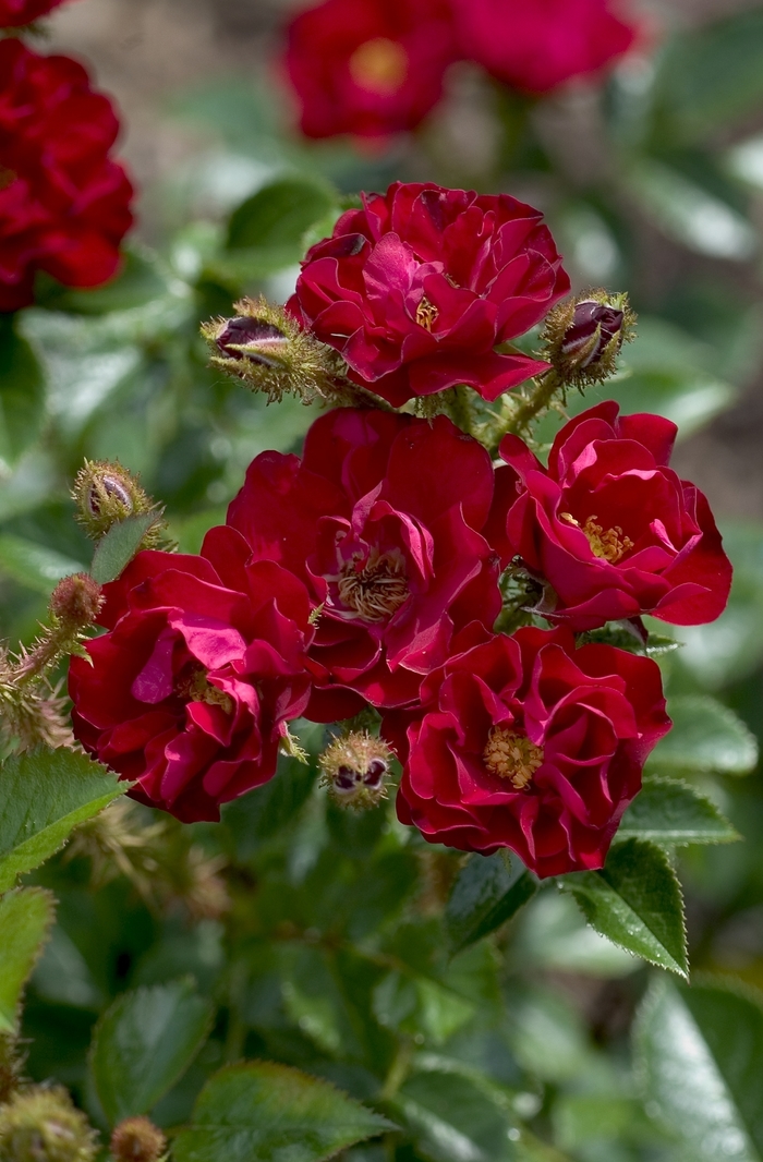 Scentimental Tree Rose 5 Gal