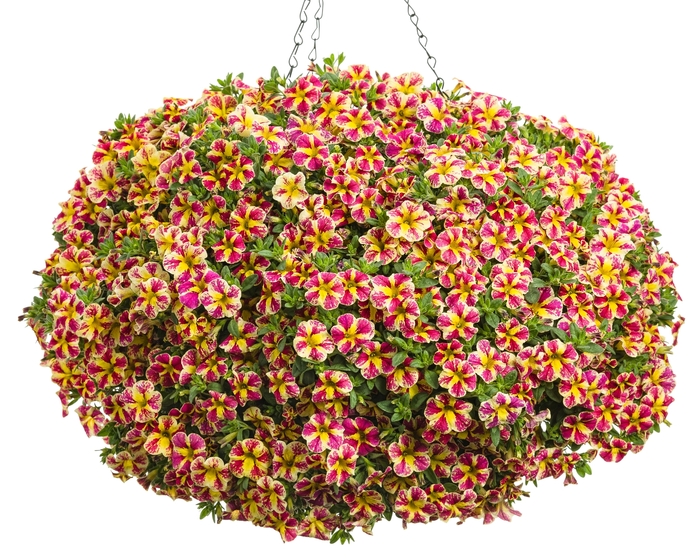 Million Bells Superbells Holy Smokes PW Quart