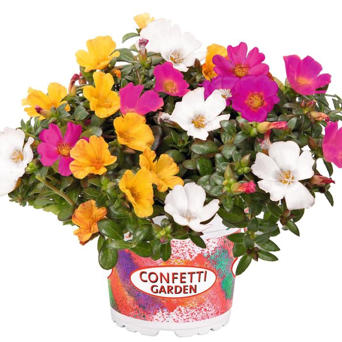 Purslane Party Pizzazz Mix 12" HB