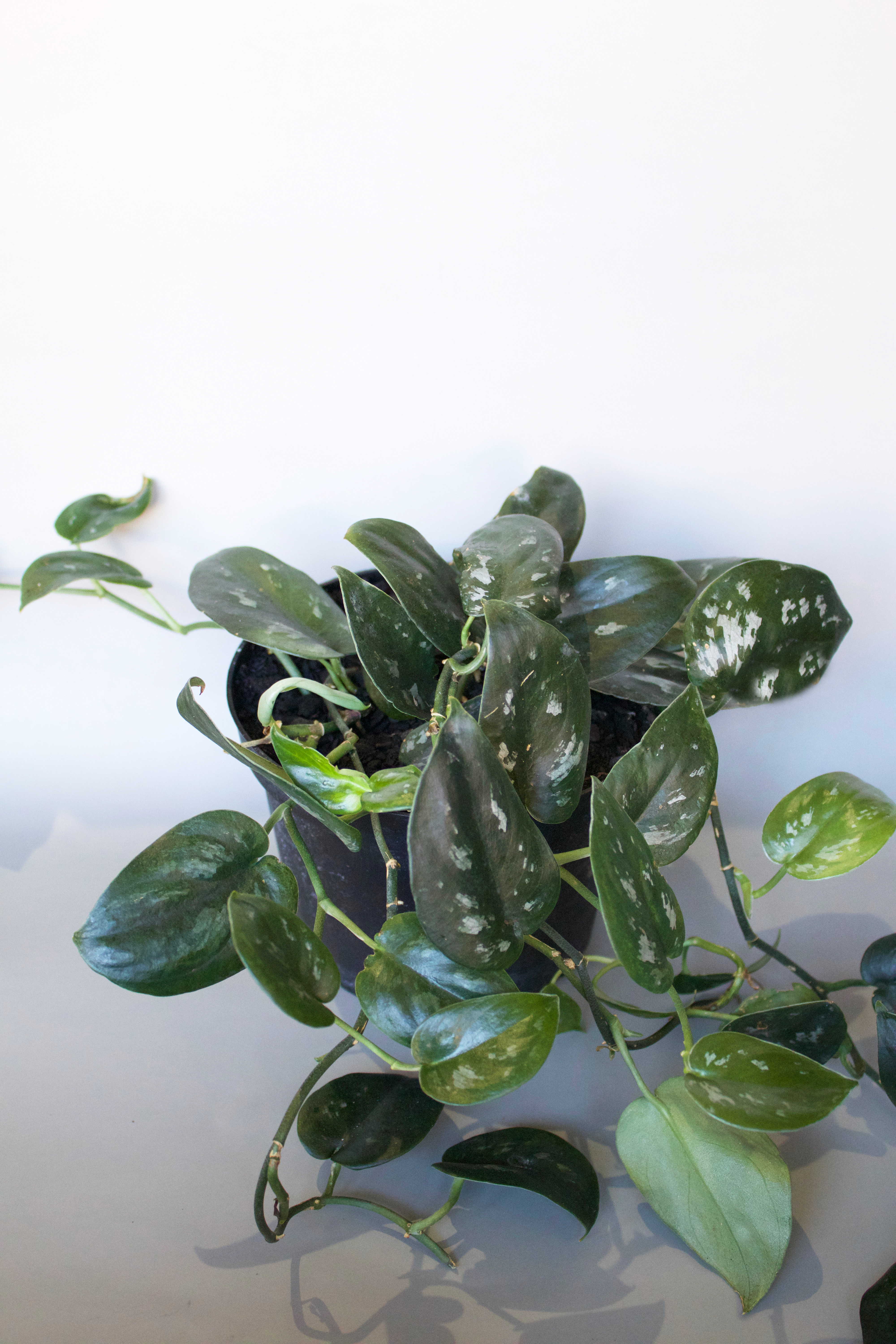 Scindapsus