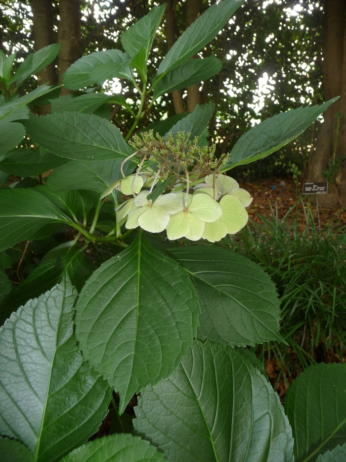 Hydrangea Heart Throb 3 Gal