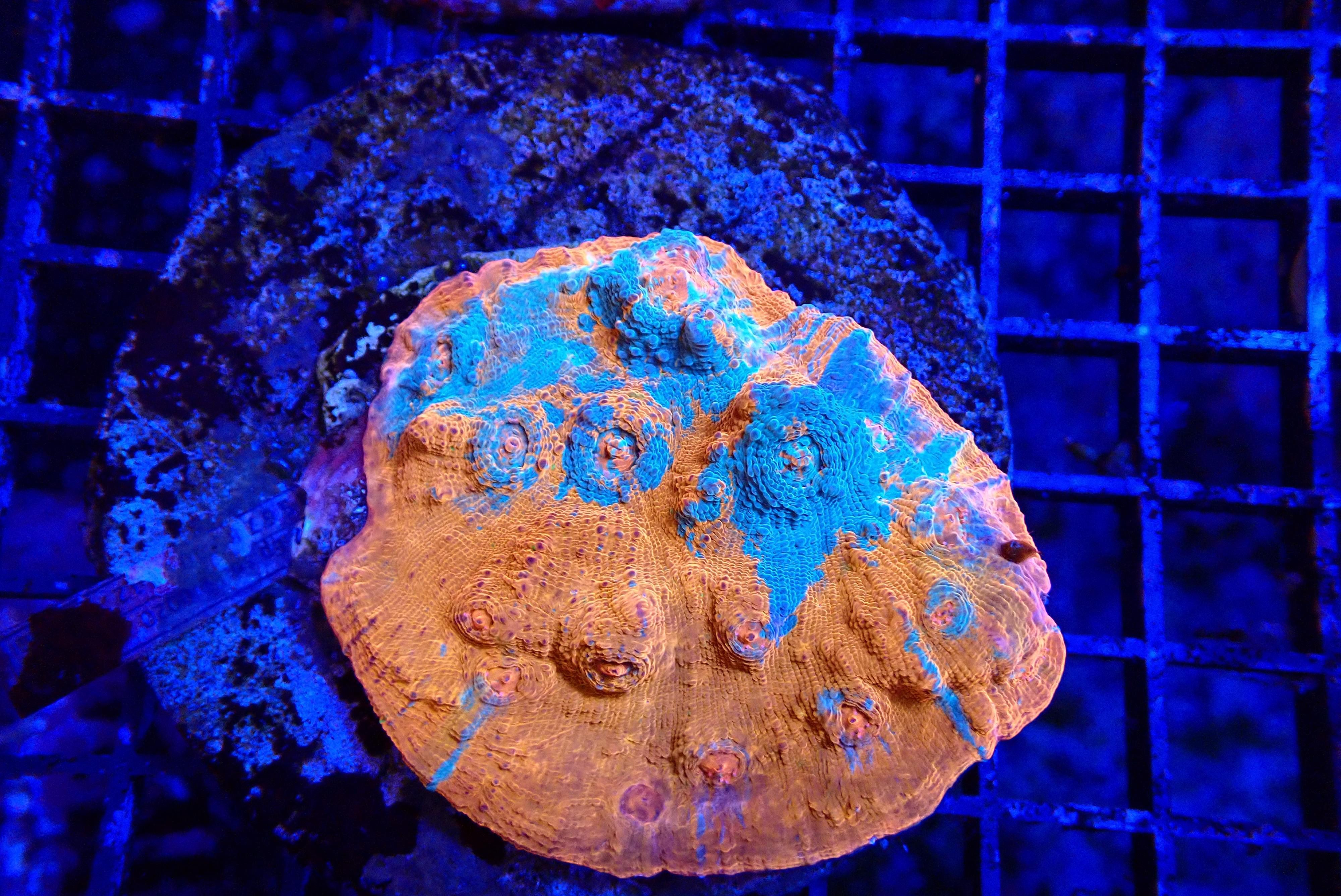 MIXED COLOR CHALICE CORAL