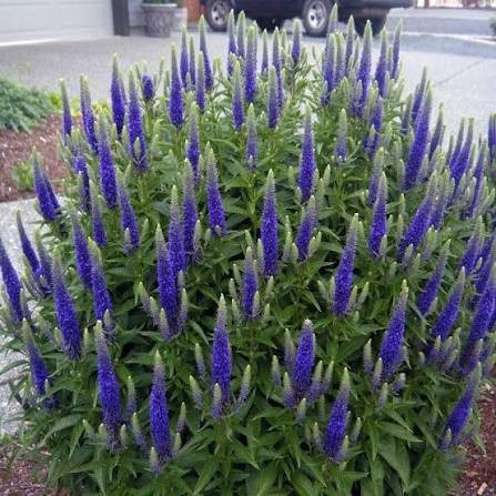 Royal Candles Speedwell (Veronica), 1 gallon