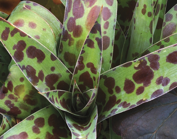 Agave Weberi Blue 7 Gal