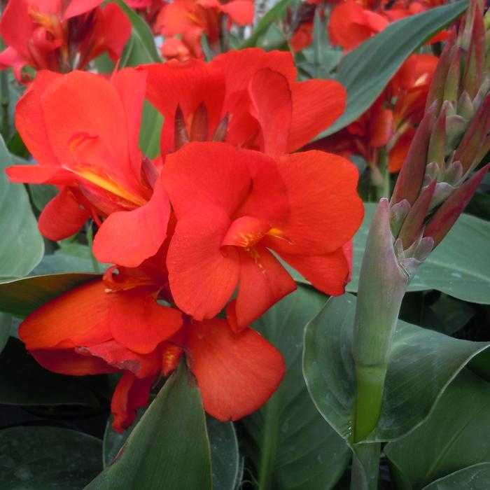Canna Rose/yellow 1 Gal