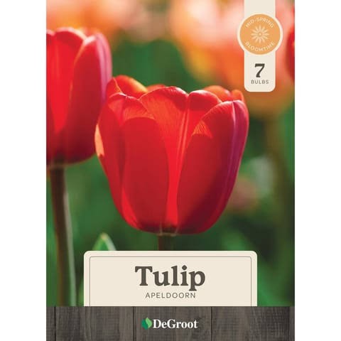 Apeldoorn Tulip, 7 Bulbs