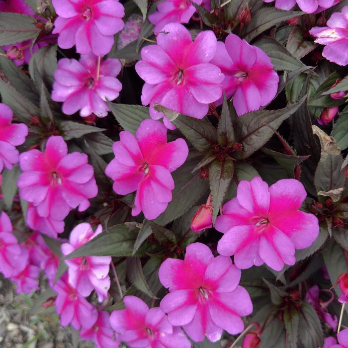 Sunpatiens Compact Red Candy Quart