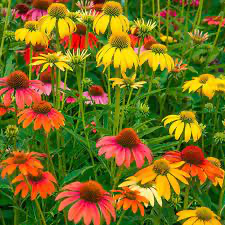 Cheyenne Spirit Coneflower (Echinacea), 1 gallon