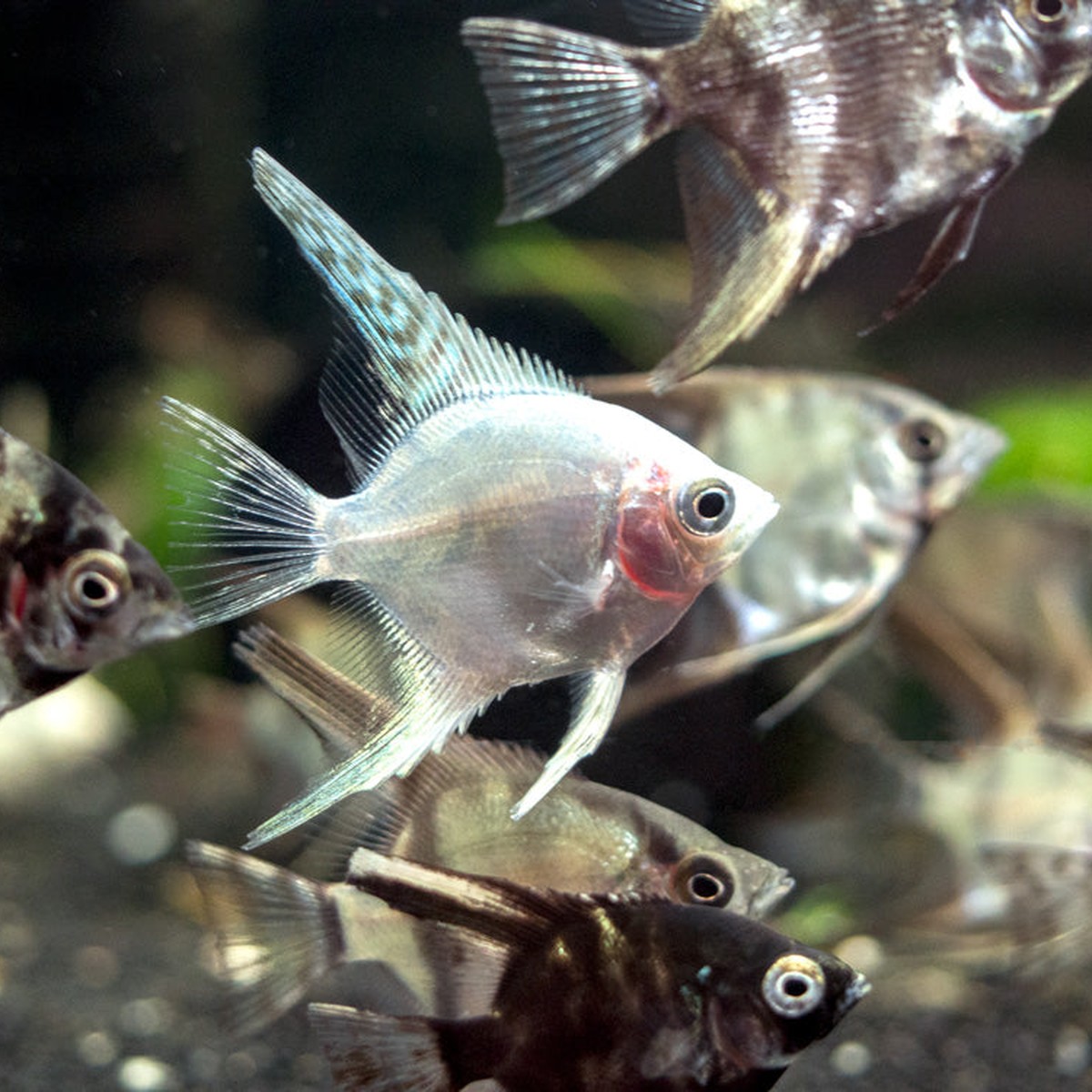 Angelfish Assorted