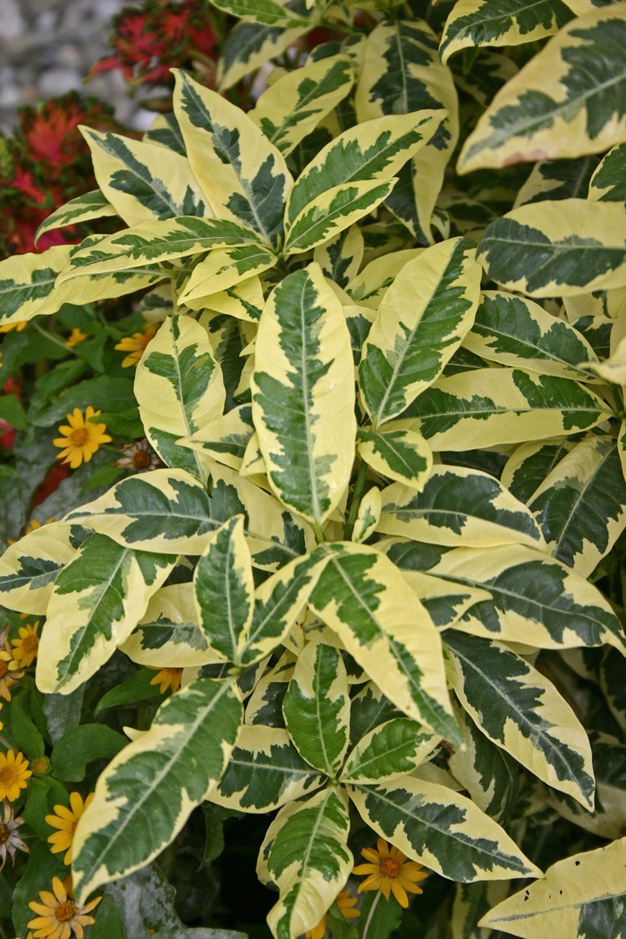 Gardenia Veitchii 3 Gal