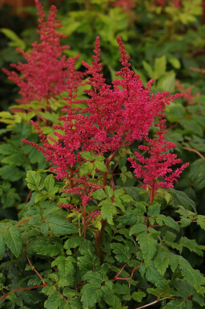 Astilbe Younique Salmon 2 Gal