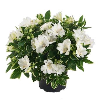 Peruvian Lily Colorita Claressa 1 Gal