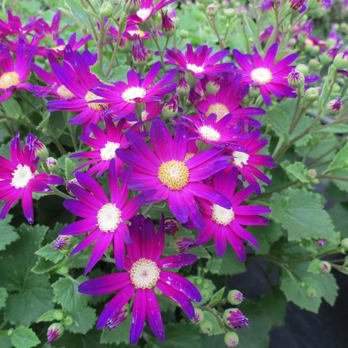 Senetti Violet Bicolor 1 Gal