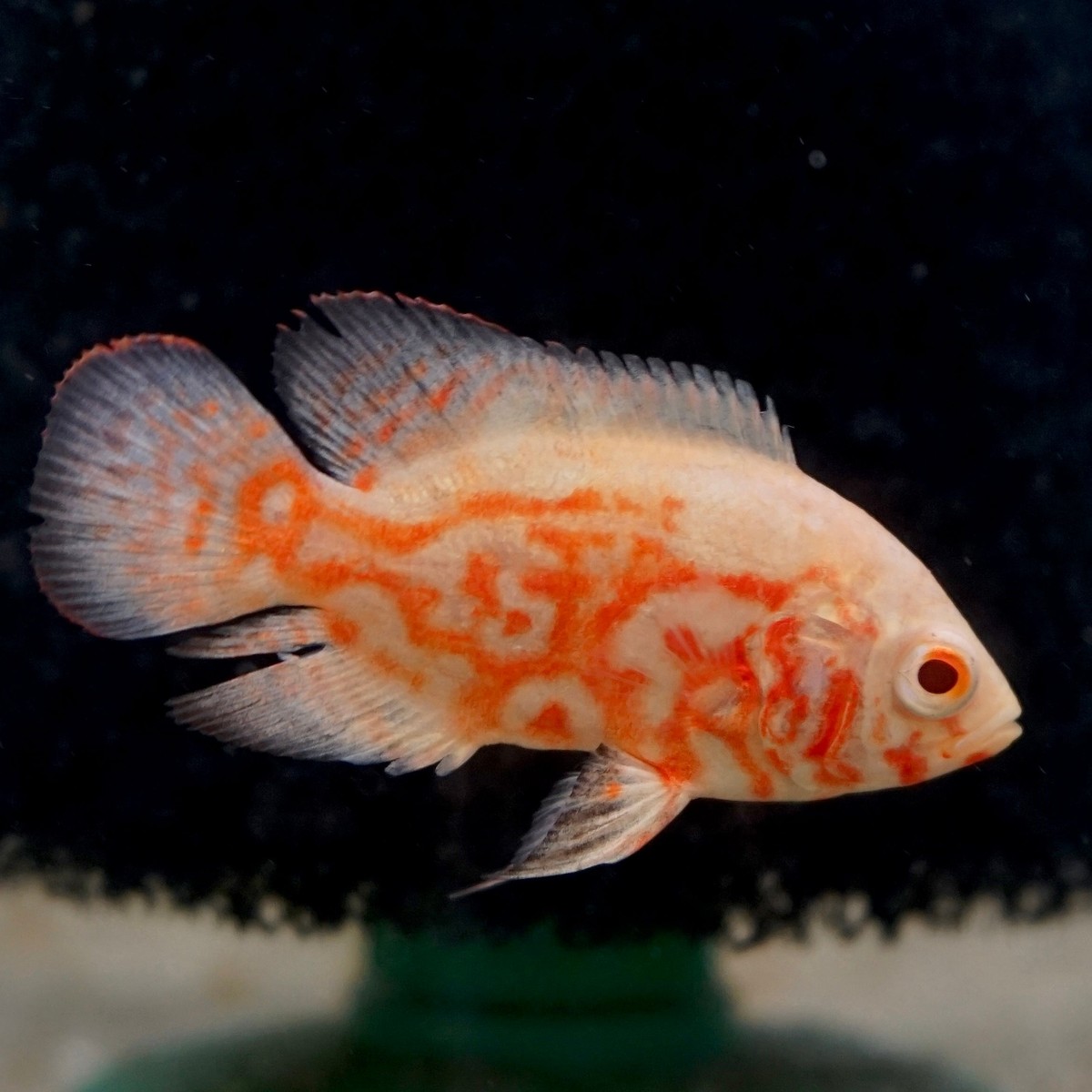 Albino Tiger Oscar