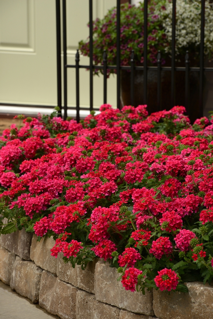 Verbena Endurascape Burgundy Quart