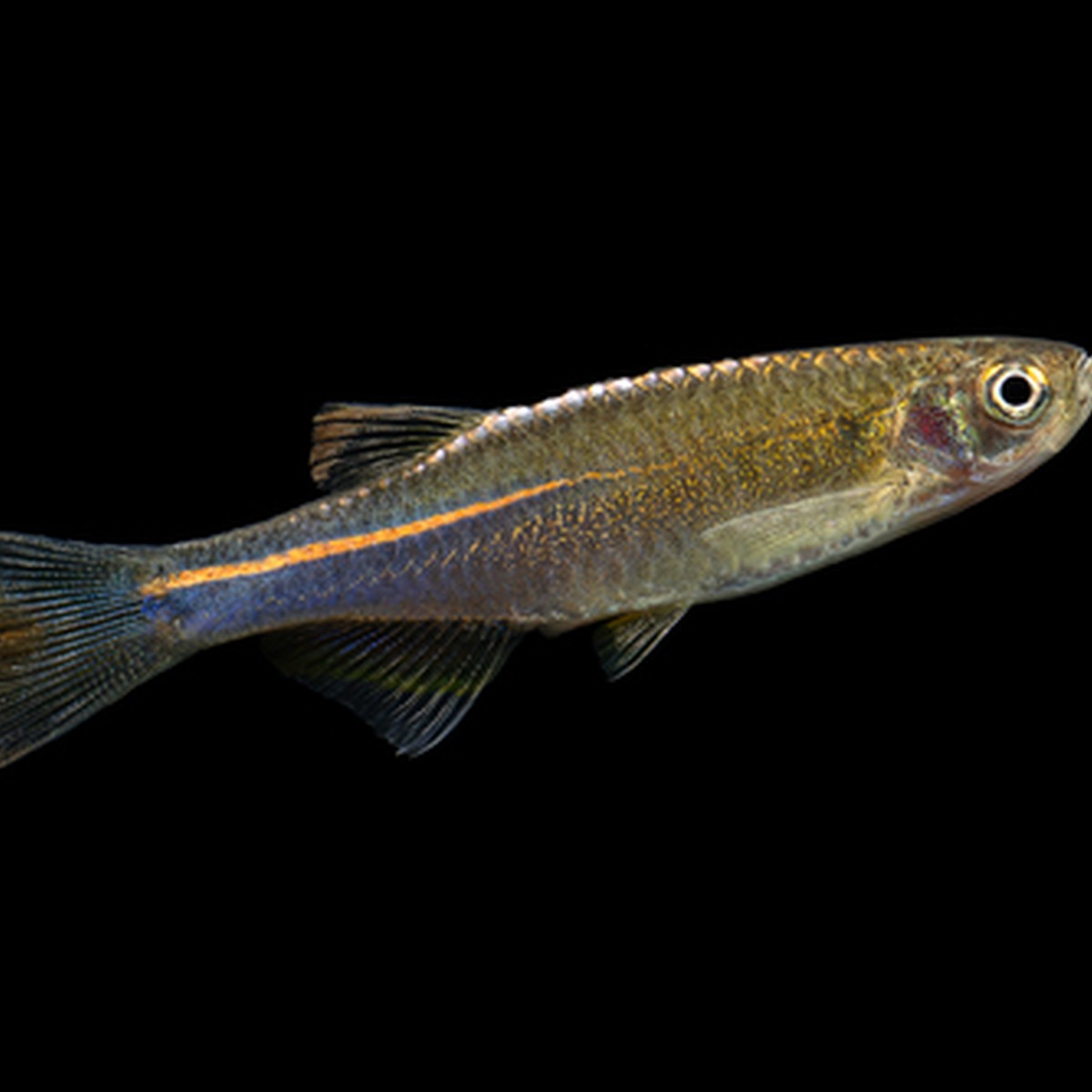 Pearl Danio (photo 2 of 3)
