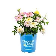 Peach Lemonade Rose, 2 gallon