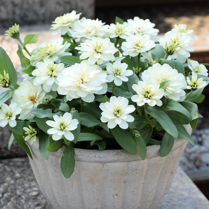 Zinnia Profusion White Quart